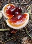 Glänzender Lackporling, Foto 54