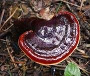 Glänzender Lackporling, Foto 55