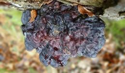 Glänzender Lackporling, Foto 57