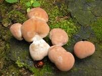 Glänzender Lackporling, Foto 58