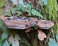 Glänzender Lackporling, Foto 61
