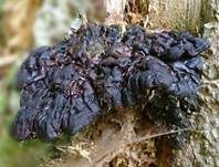 Glänzender Lackporling, Foto 62