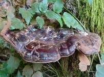 Glänzender Lackporling, Foto 63
