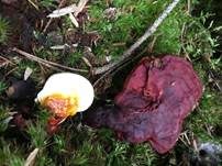 Glänzender Lackporling, Foto 11