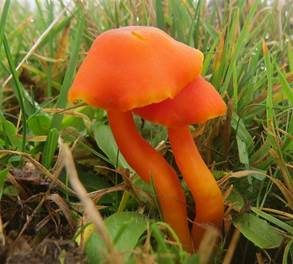 Glänzender Orangesaftling, Foto 2
