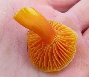 Glänzender Orangesaftling, Foto 4