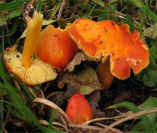 Glänzender Orangesaftling, Foto 5