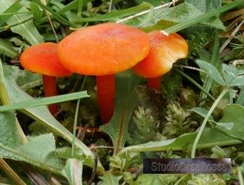 Glänzender Orangesaftling, Foto 6