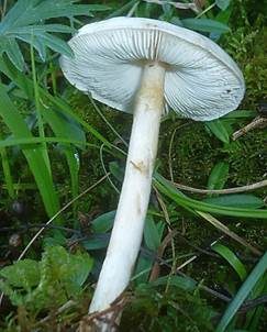 Glänzender Schleimschirmling, Foto 3