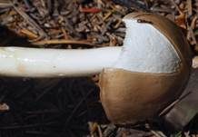 Glänzender Schleimschirmling, Foto 12