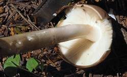 Glänzender Schleimschirmling, Foto 13