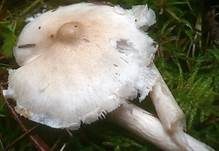 Glänzender Schleimschirmling, Foto 20