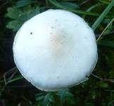 Glänzender Schleimschirmling, Foto 24