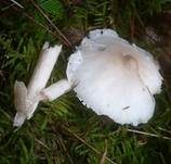 Glänzender Schleimschirmling, Foto 25