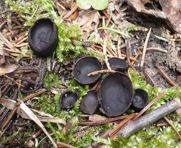 Glänzender Schwarzborstling, Foto 2