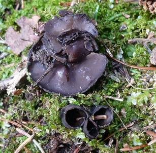 Glänzender Schwarzborstling, Foto 3