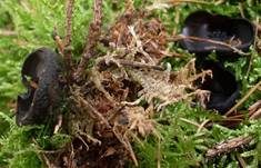 Glänzender Schwarzborstling, Foto 13