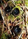 Glänzender Schwarzborstling, Foto 18