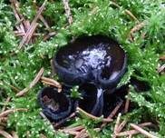 Glänzender Schwarzborstling, Foto 21