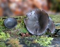 Glänzender Schwarzborstling, Foto 24