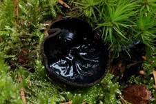 Glänzender Schwarzborstling, Foto 33