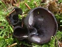 Glänzender Schwarzborstling, Foto 6