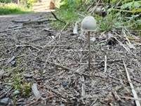 Behangener Düngerling, Foto 33