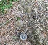 Behangener Düngerling, Foto 7