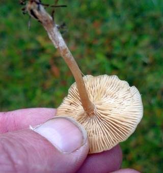 Glänzender Tellerling, Foto 3
