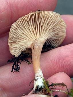Glänzender Tellerling, Foto 4