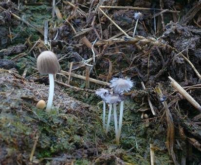 Glänzender Tintling, Foto 3