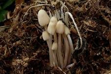 Glänzender Tintling, Foto 5