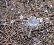 Glänzender Tintling, Foto 10