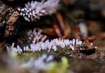 Glänzendes Fadenkeulchen, Foto 12