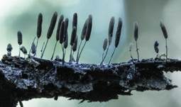 Glänzendes Fadenkeulchen, Foto 7