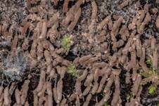 Glänzendes Fadenkeulchen, Foto 9