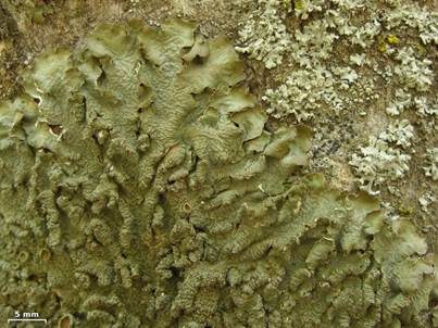 Glatte Braunblattflechte, Foto 5
