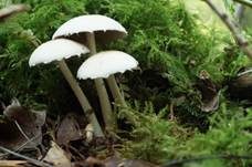 Behangener Faserling, Foto 21