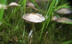 Behangener Faserling, Foto 32