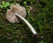Behangener Faserling, Foto 35
