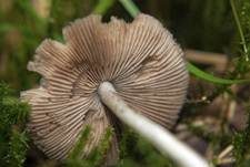 Behangener Faserling, Foto 37
