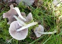 Behangener Faserling, Foto 40