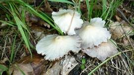 Behangener Faserling, Foto 6