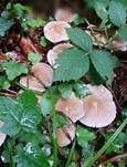 Behangener Faserling, Foto 51