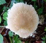 Behangener Faserling, Foto 52