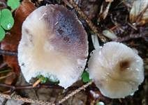 Behangener Faserling, Foto 54