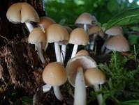 Behangener Faserling, Foto 58
