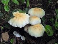 Behangener Faserling, Foto 59