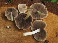 Behangener Faserling, Foto 60
