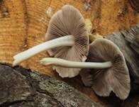 Behangener Faserling, Foto 62